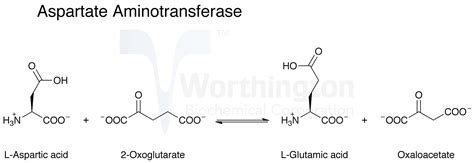 aspartate amino transf|aspartato aminotransferase função.